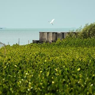 Green Gray Coastal Protection In North Java, Indonesia