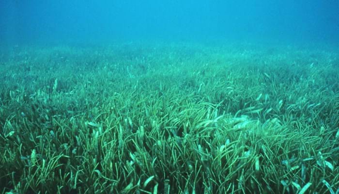 Sanc0209 Flickr NOAA Photo Library