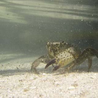 Crab Underwater 11278587311Gcs3