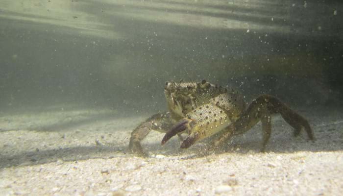 Crab Underwater 11278587311Gcs3