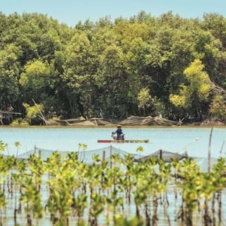 Mangrove Restoration Project In North Java, Indonesia