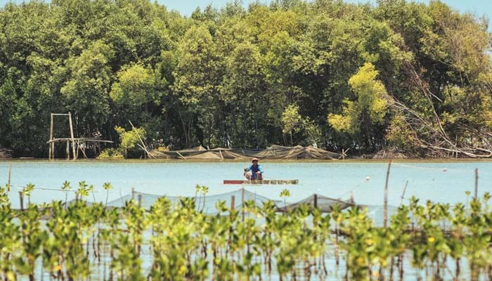 Mangrove Restoration Project In North Java, Indonesia
